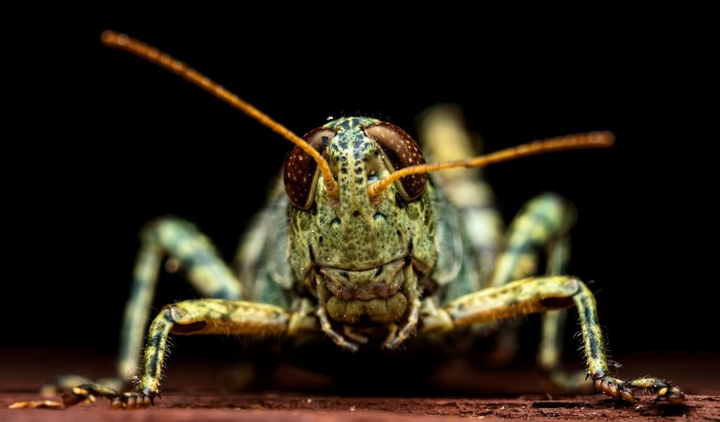 Обои макро, черный фон, кузнечик, macro, black background, grasshopper разрешение 8192x5462 Загрузить