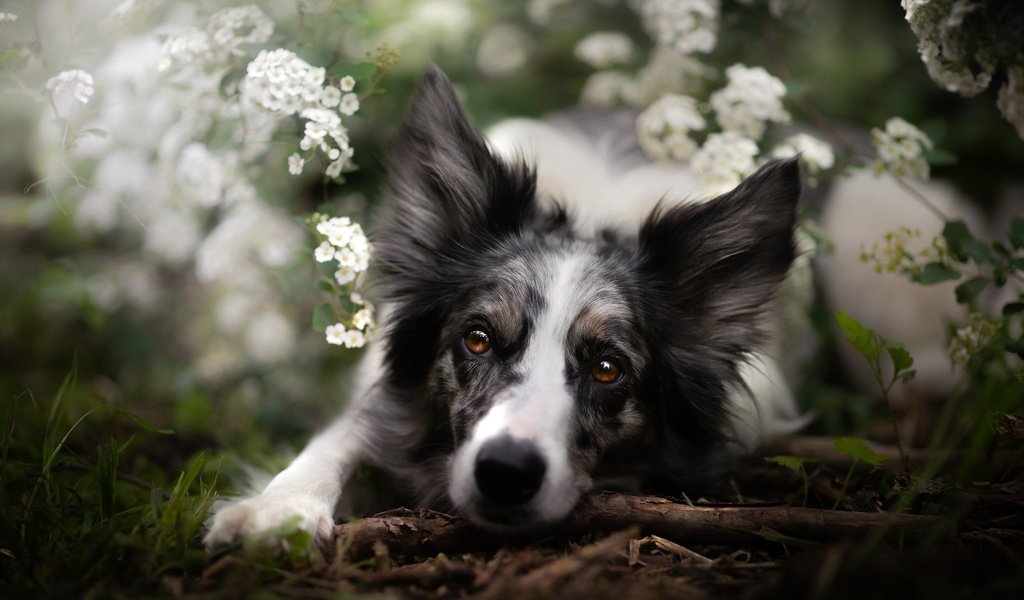 Обои морда, цветы, взгляд, собака, бордер-колли, face, flowers, look, dog, the border collie разрешение 2048x1365 Загрузить