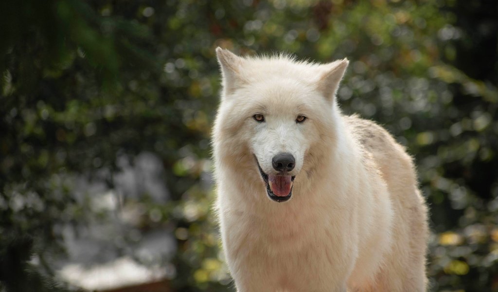 Обои морда, взгляд, белый, язык, волк, полярный, face, look, white, language, wolf, polar разрешение 3840x2527 Загрузить