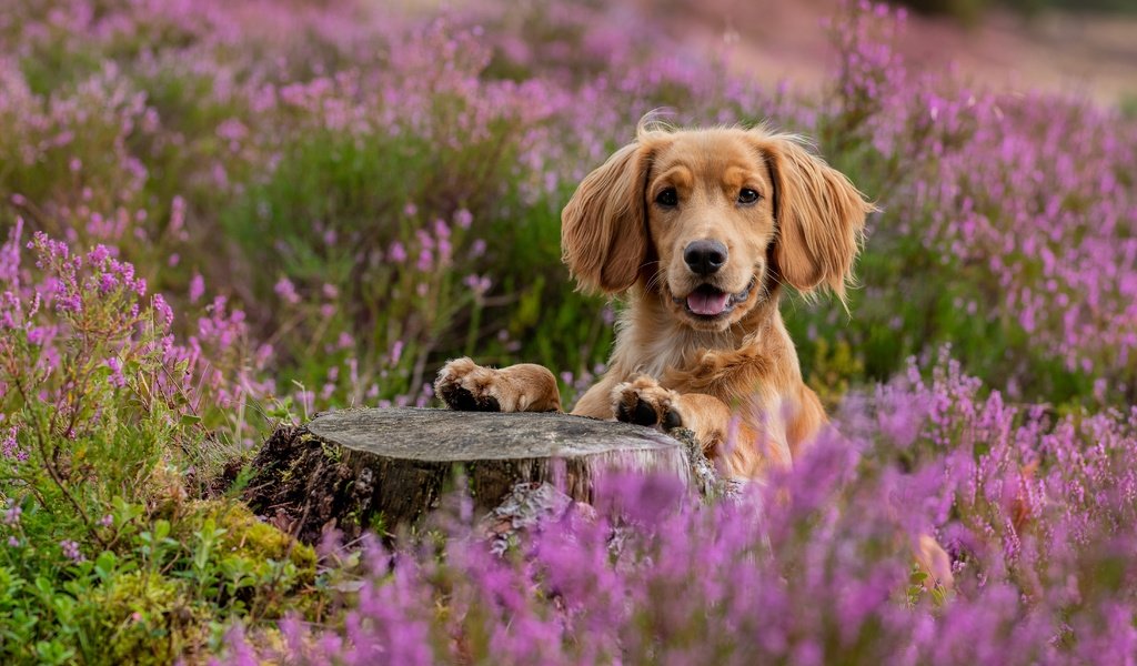 Обои морда, взгляд, собака, пень, спаниель, вереск, face, look, dog, stump, spaniel, heather разрешение 5848x3899 Загрузить