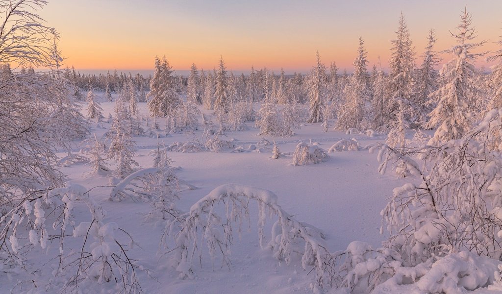 Обои небо, иней, деревья, ели, снег, природа, лес, зима, пейзаж, рассвет, the sky, frost, trees, ate, snow, nature, forest, winter, landscape, dawn разрешение 2000x1334 Загрузить