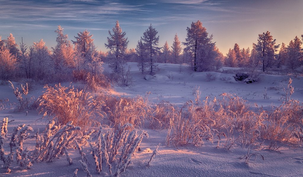 Обои небо, иней, свет, ели, облака, снег, природа, лес, зима, пейзаж, the sky, frost, light, ate, clouds, snow, nature, forest, winter, landscape разрешение 2000x1333 Загрузить