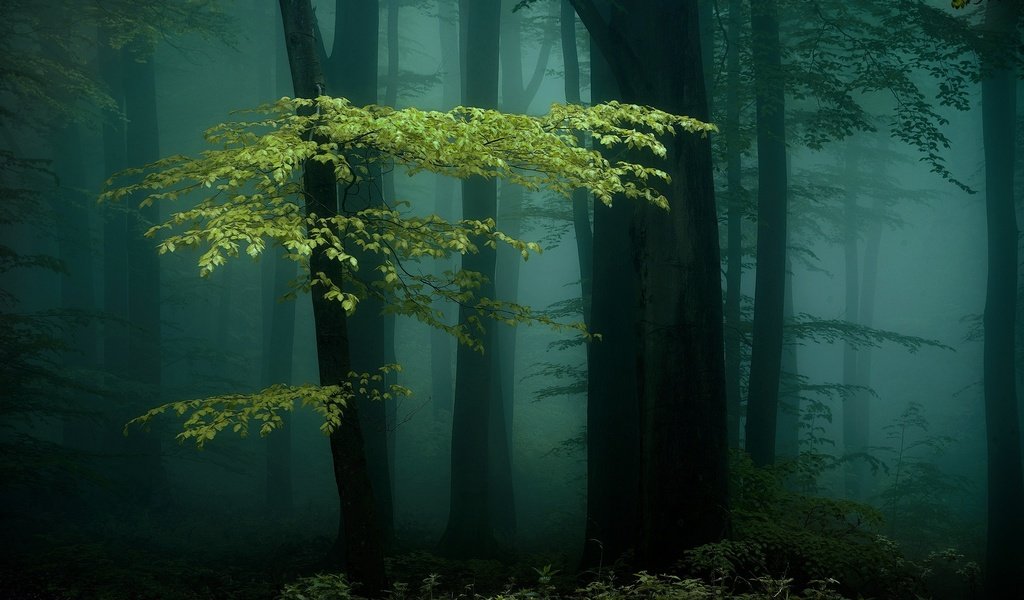 Обои ночь, деревья, природа, лес, туман, night, trees, nature, forest, fog разрешение 2000x1335 Загрузить
