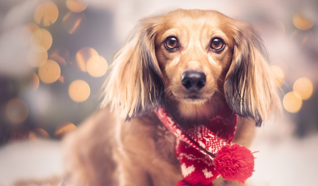 Обои новый год, взгляд, собака, щенок, мордашка, рождество, new year, look, dog, puppy, face, christmas разрешение 2000x1600 Загрузить