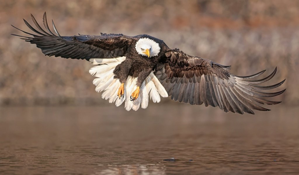 Обои полет, крылья, водоем, птица, белоголовый орлан, парит, хищная, flight, wings, pond, bird, bald eagle, soars, predatory разрешение 6144x3782 Загрузить