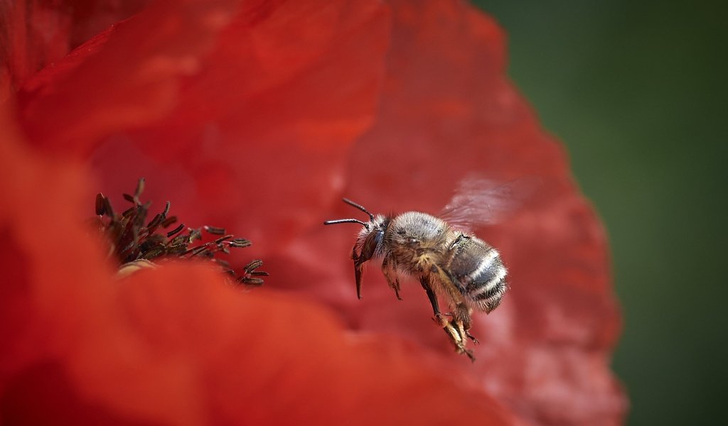 Обои природа, цветок, пчела, nature, flower, bee разрешение 2048x1366 Загрузить