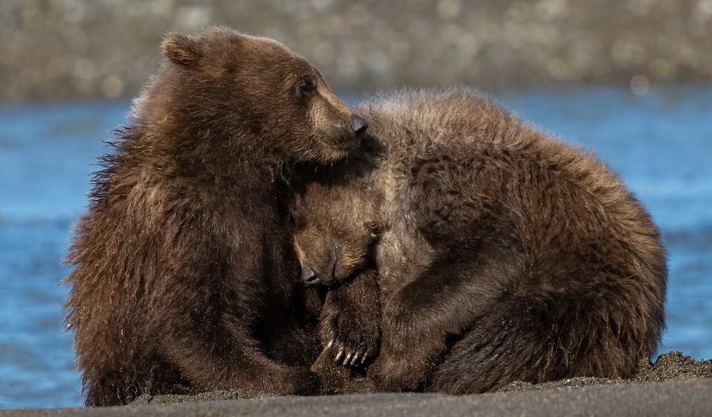 Обои река, природа, медведи, river, nature, bears разрешение 3840x2160 Загрузить