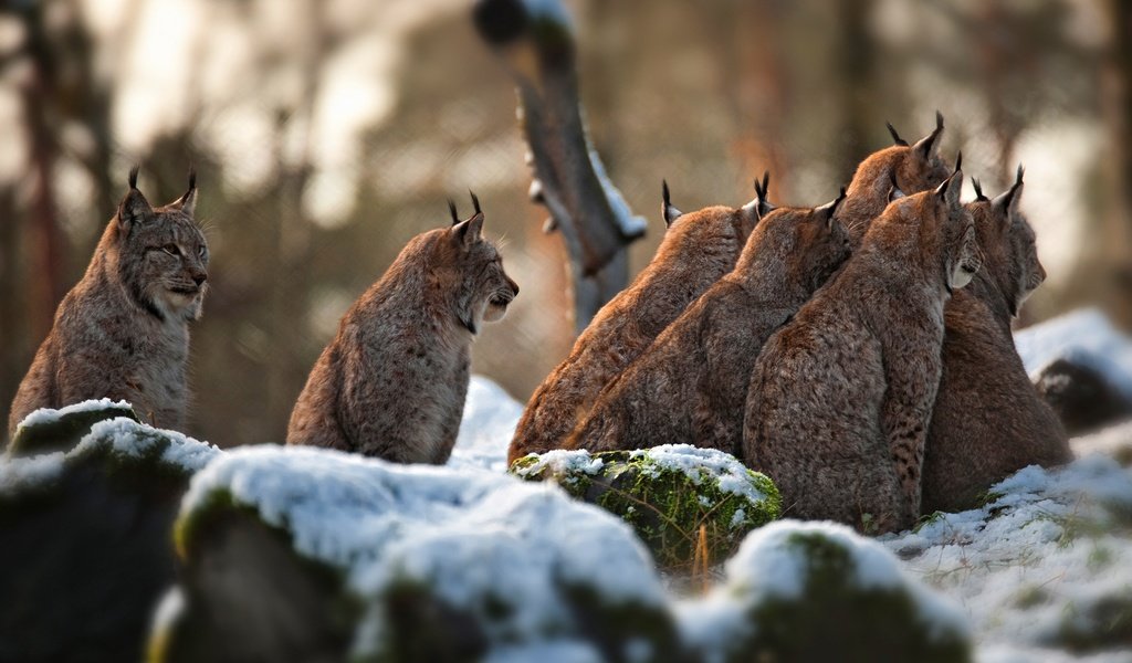 Обои снег, камни, зима, рысь, много, боке, сидят, рыси, snow, stones, winter, lynx, a lot, bokeh, sitting разрешение 3840x2438 Загрузить