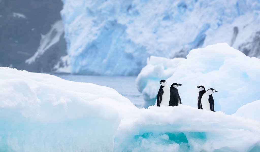 Обои снег, антарктида, природа, льды, пингвины, зима, лёд, ледник, водоем, айсберг, птицы, льдины, пингвин, penguin, snow, antarctica, nature, penguins, winter, ice, glacier, pond, iceberg, birds разрешение 2000x1125 Загрузить