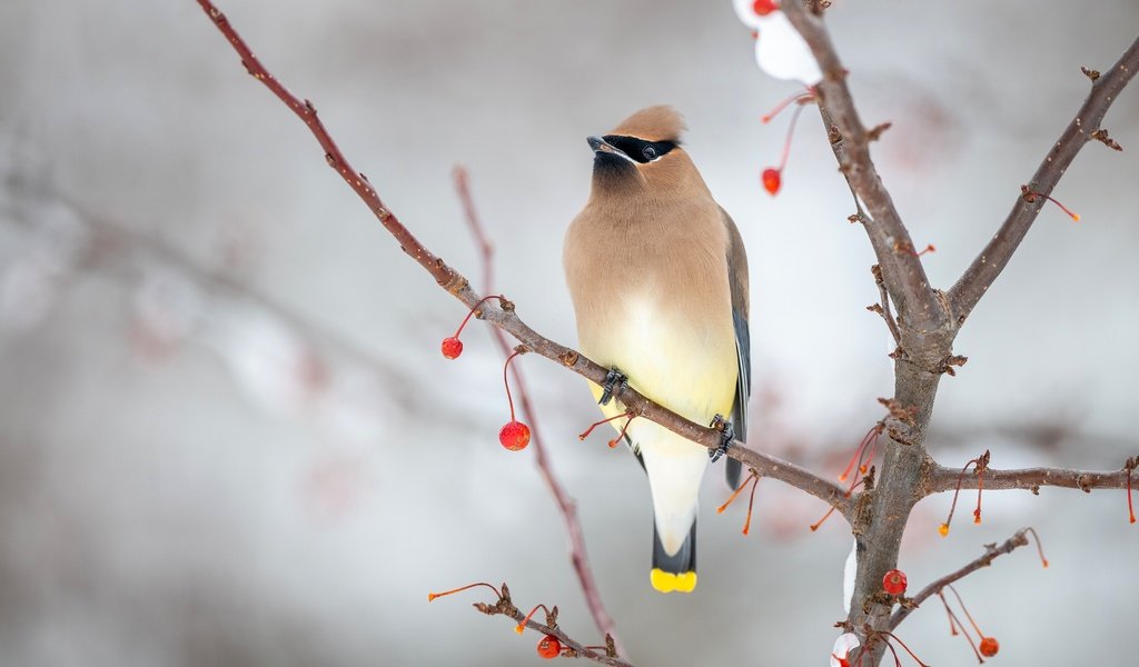 Обои снег, зима, фон, ветки, птица, ягоды, свиристель, snow, winter, background, branches, bird, berries, the waxwing разрешение 3840x2160 Загрузить