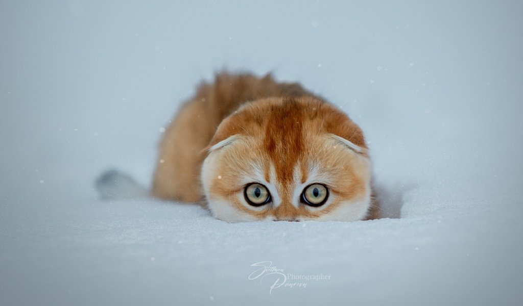 Обои снег, зима, кошка, snow, winter, cat разрешение 1920x1280 Загрузить