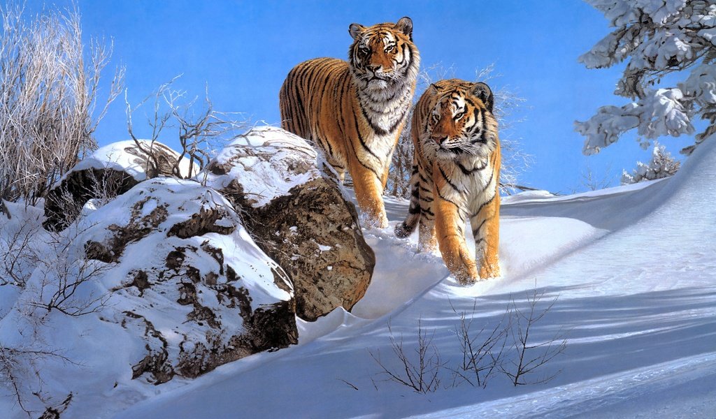 Обои снег, зима, тигры, snow, winter, tigers разрешение 3498x2524 Загрузить