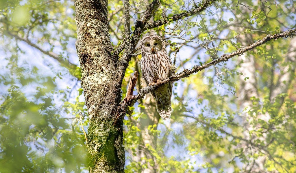 Обои сова, дерево, ветки, птица, неясыть, owl, tree, branches, bird разрешение 4000x2666 Загрузить