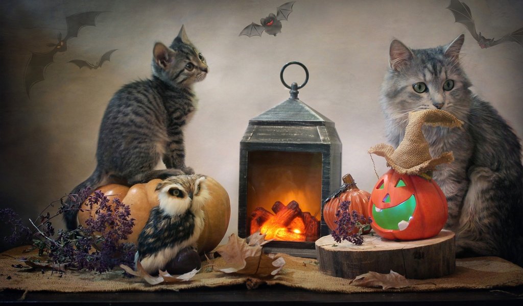 Обои сова, тыквы, листья, детеныш, животные, мешковина, кот, светлана ковалёва, котенок, фонарь, ткань, хэллоуин, owl, pumpkin, leaves, cub, animals, burlap, cat, kitty, lantern, fabric, halloween разрешение 2944x1998 Загрузить