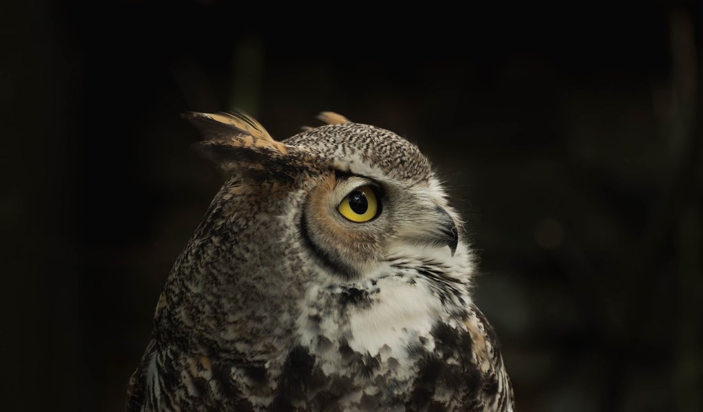 Обои сова, птица, черный фон, филин, owl, bird, black background разрешение 6000x4000 Загрузить