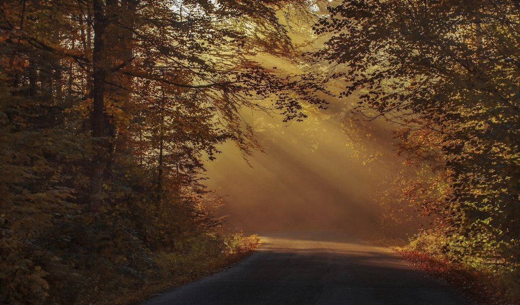 Обои свет, шоссе, дорога, лес, парк, туман, ветки, листва, осень, light, highway, road, forest, park, fog, branches, foliage, autumn разрешение 3840x2160 Загрузить