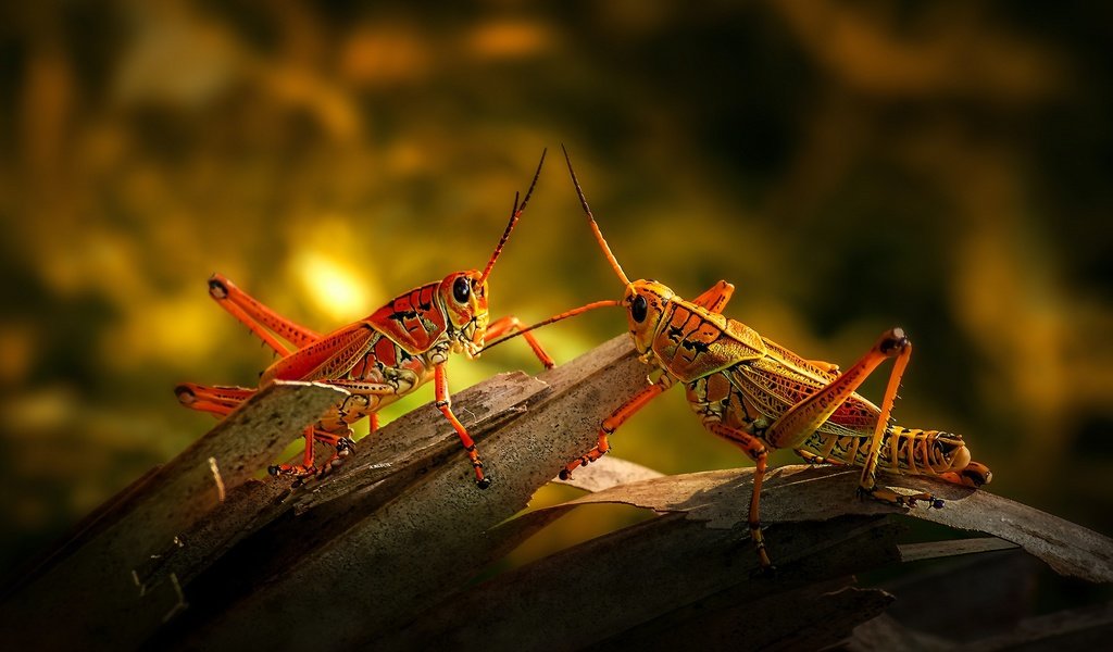 Обои свет, кора, кузнечик, боке, кузнечики, light, bark, grasshopper, bokeh, grasshoppers разрешение 2880x1620 Загрузить