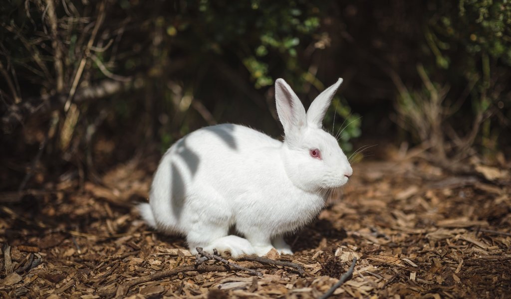 Обои свет, природа, белый, темный фон, кролик, заяц, альбинос, light, nature, white, the dark background, rabbit, hare, albino разрешение 6720x4480 Загрузить