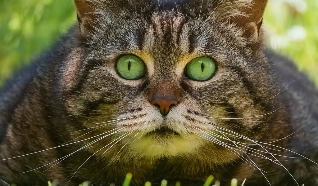 Обои трава, кот, взгляд, мордашка, котэ, глазища, grass, cat, look, face, kote, eyes разрешение 2500x2500 Загрузить