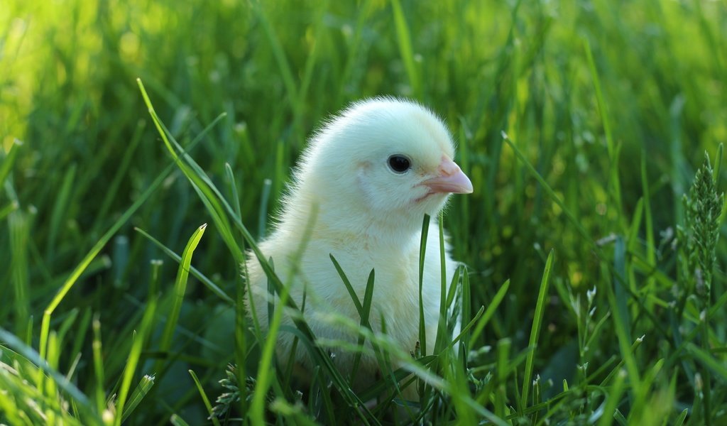 Обои трава, птенец, зелень, птица, малыш, цыплёнок, птенчик, grass, chick, greens, bird, baby, chicken разрешение 5184x3456 Загрузить