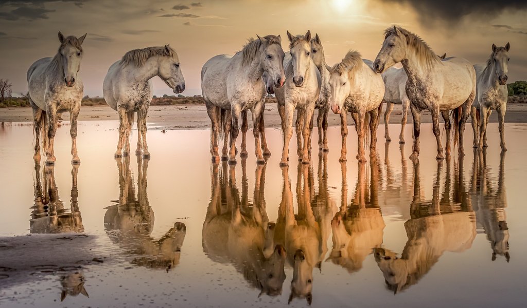 Обои вода, природа, кони, water, nature, horses разрешение 3840x2160 Загрузить