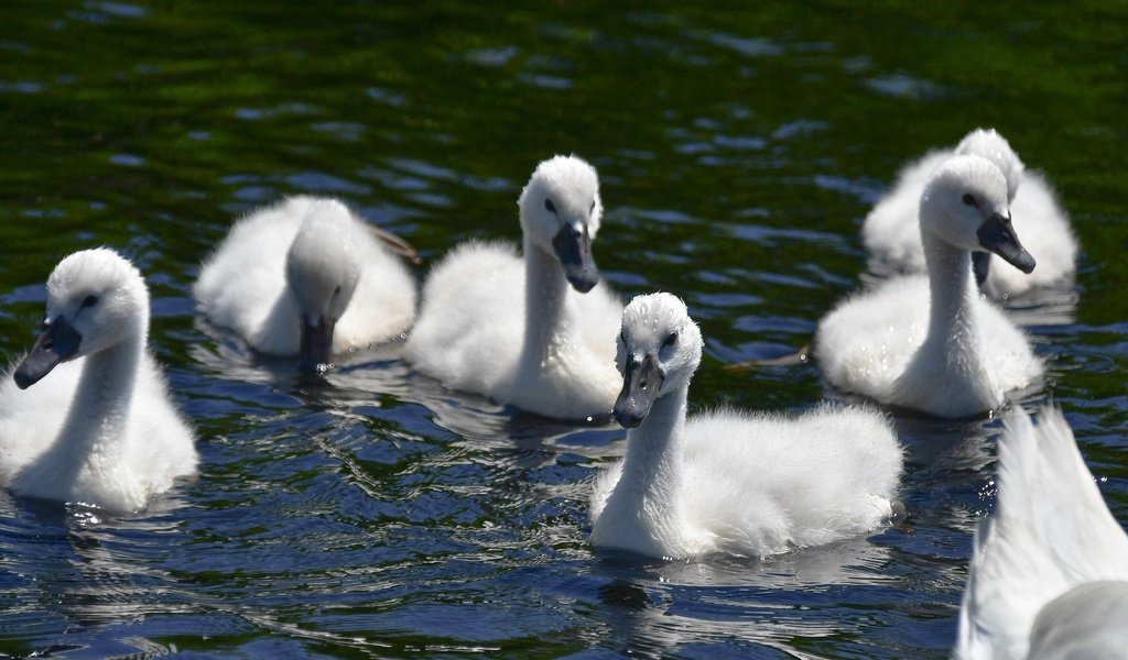 Обои вода, водоем, птицы, лебеди, плавание, птенцы, лебедята, water, pond, birds, swans, swimming, chicks, the lebeda разрешение 2880x1920 Загрузить