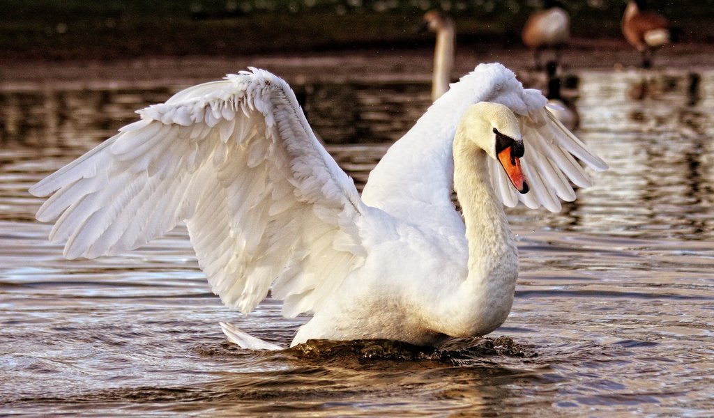 Обои водоем, птица, лебедь, взмах крыльев, pond, bird, swan, flap разрешение 2560x1773 Загрузить