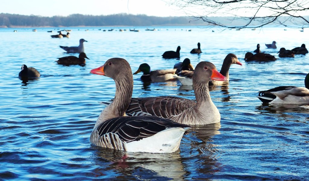 Обои водоем, птицы, гуси, pond, birds, geese разрешение 2880x1924 Загрузить