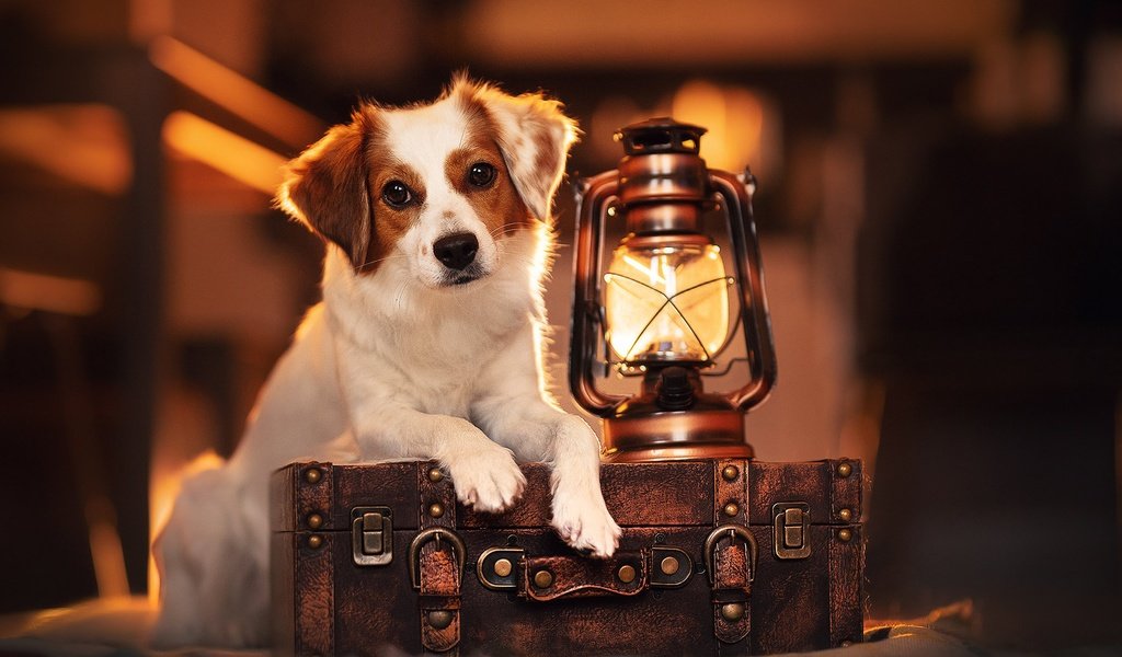 Обои взгляд, лампа, собака, фонарь, чемодан, look, lamp, dog, lantern, suitcase разрешение 2048x1365 Загрузить