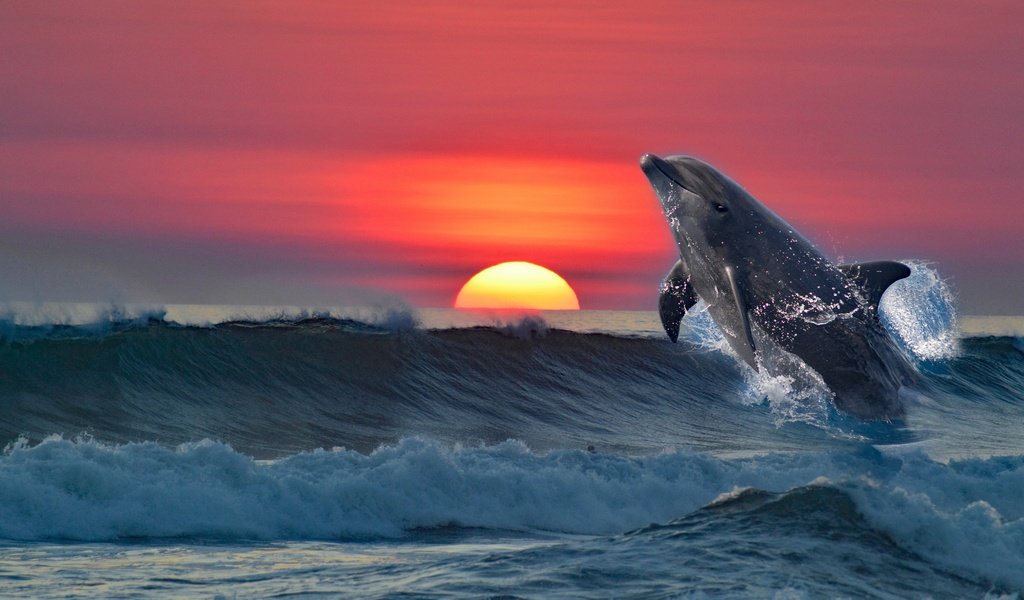 Обои закат, море, рендеринг, дельфин, sunset, sea, rendering, dolphin разрешение 3840x2553 Загрузить