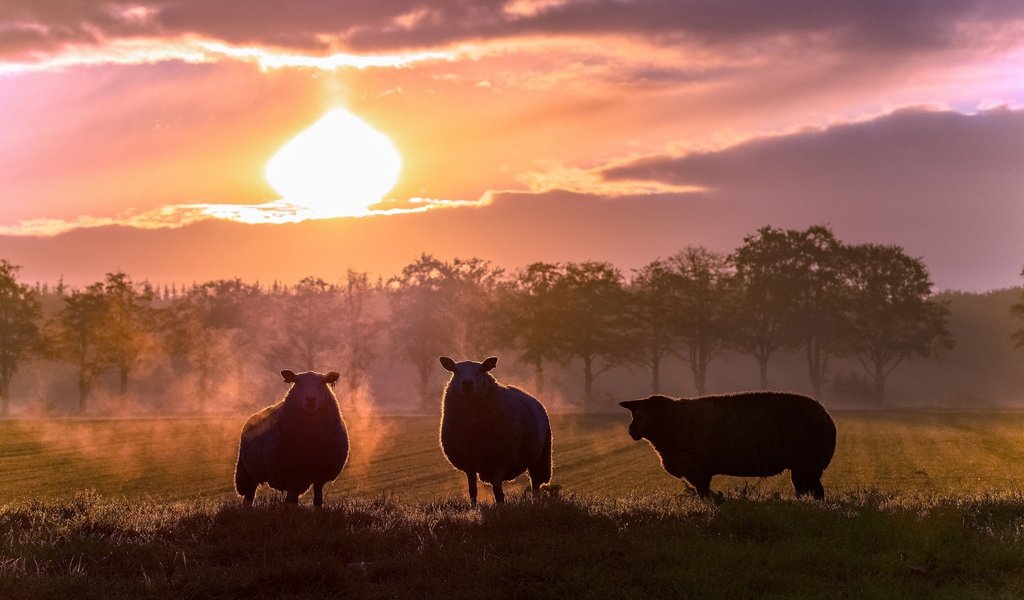 Обои закат, поле, силуэты, пастбище, овцы, овечки, sunset, field, silhouettes, pasture, sheep разрешение 3840x2160 Загрузить