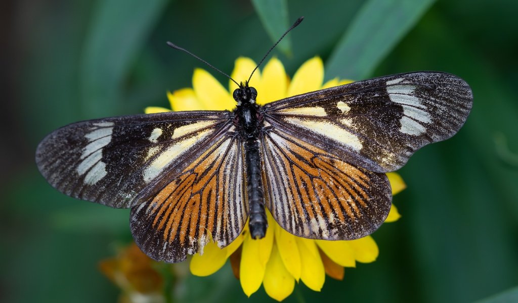 Обои желтый, макро, цветок, бабочка, yellow, macro, flower, butterfly разрешение 5706x3210 Загрузить