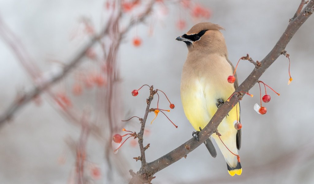 Обои зима, ветки, птица, ягоды, боке, размытый фон, свиристель, winter, branches, bird, berries, bokeh, blurred background, the waxwing разрешение 3840x2160 Загрузить