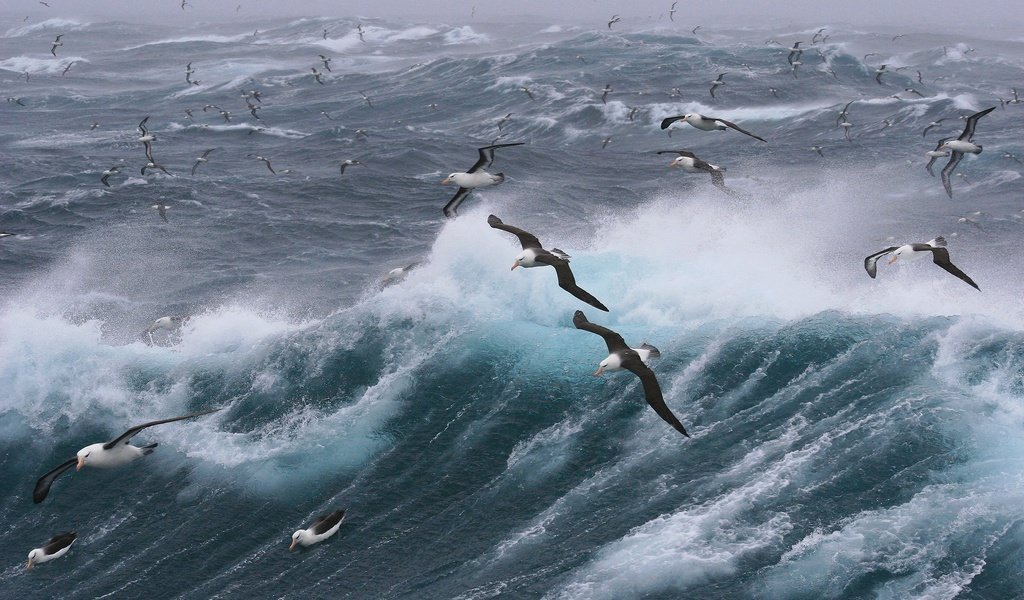 Обои волны, море, полет, птицы, чайки, шторм, wave, sea, flight, birds, seagulls, storm разрешение 2880x1920 Загрузить