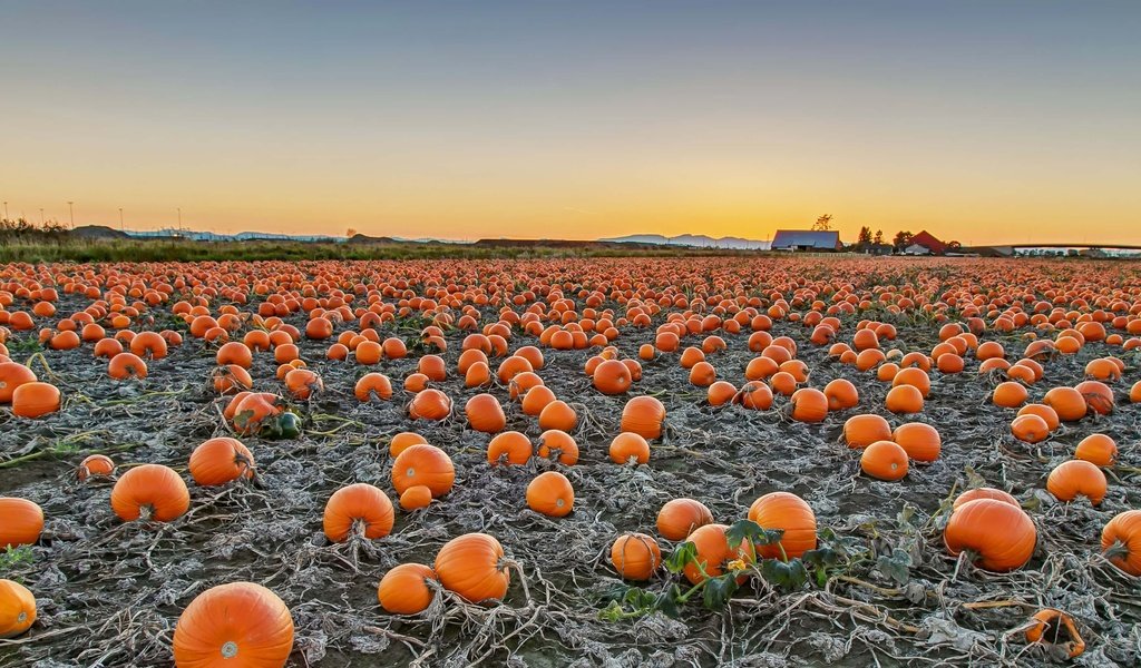 Обои поле, урожай, канада, тыква, британская колумбия, field, harvest, canada, pumpkin, british columbia разрешение 3661x2059 Загрузить