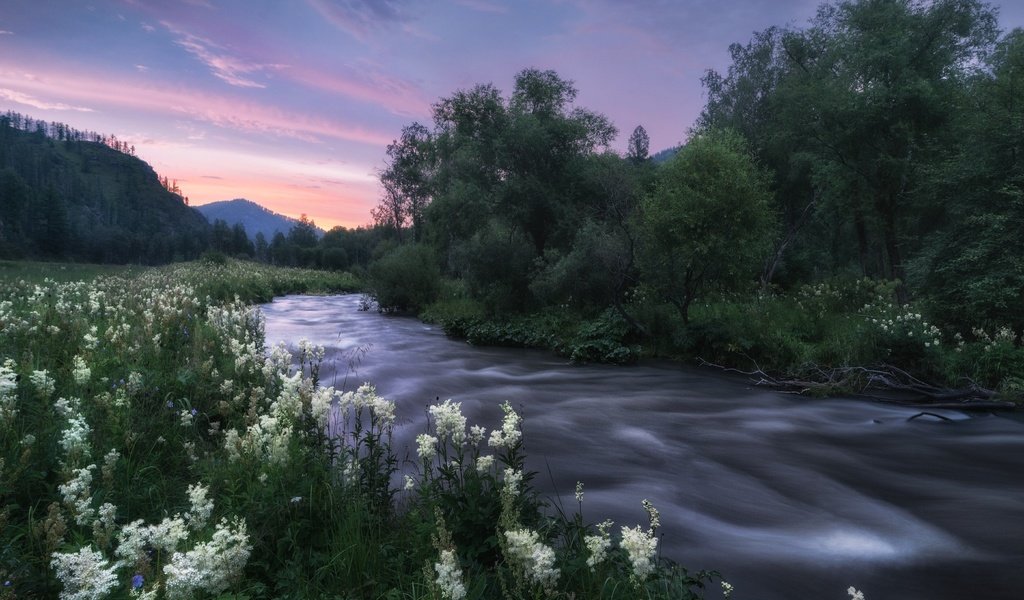 Обои река, природа, пейзаж, сумерки, травы, алтай, таволга, river, nature, landscape, twilight, grass, altay, meadowsweet разрешение 2000x1428 Загрузить