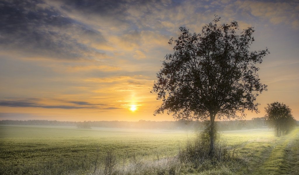 Обои природа, дерево, закат, туман, поле, nature, tree, sunset, fog, field разрешение 1920x1178 Загрузить