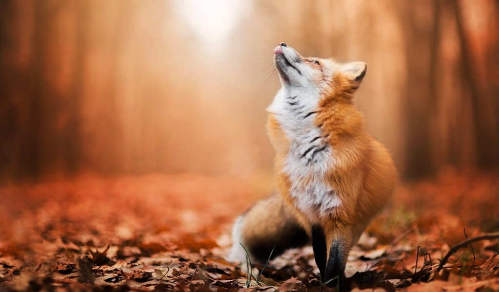 Обои листья, осень, лиса, лисица, животное, leaves, autumn, fox, animal разрешение 2000x1334 Загрузить