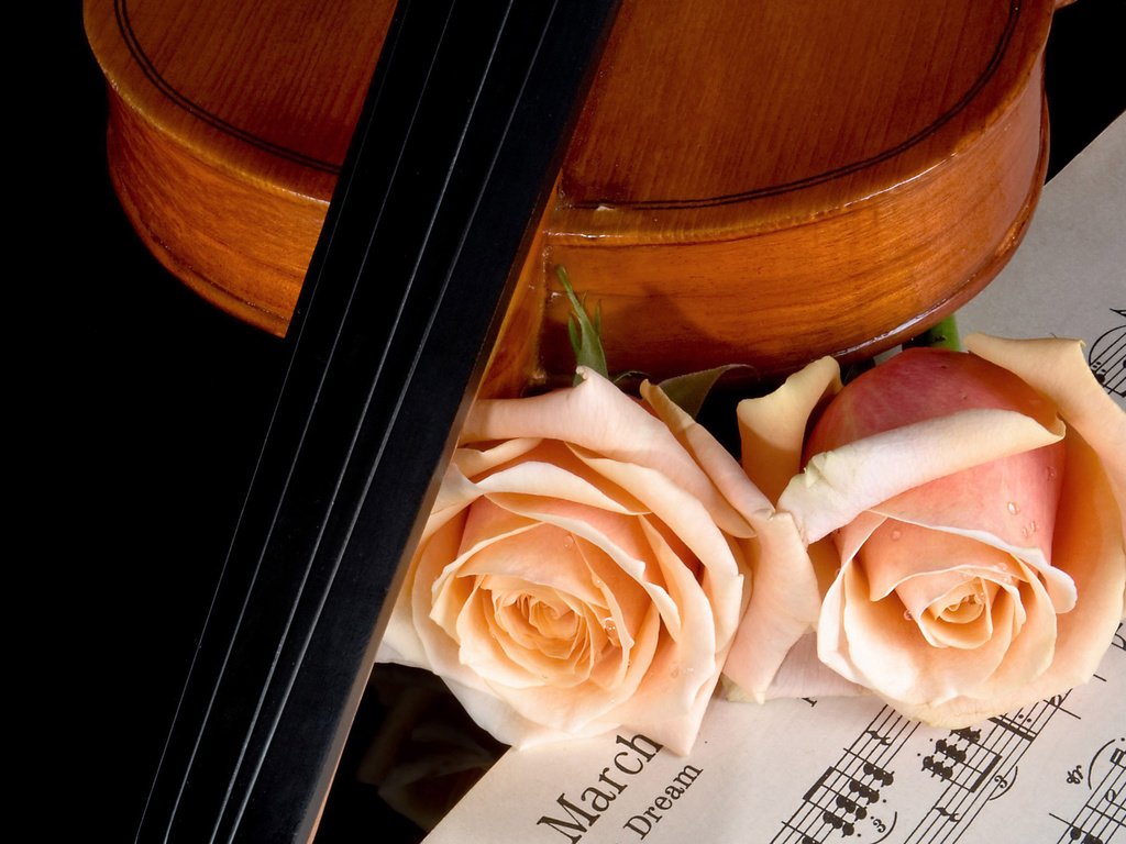 Обои розы, ноты, скрипка, музыка, красота, roses, notes, violin, music, beauty разрешение 2560x1600 Загрузить