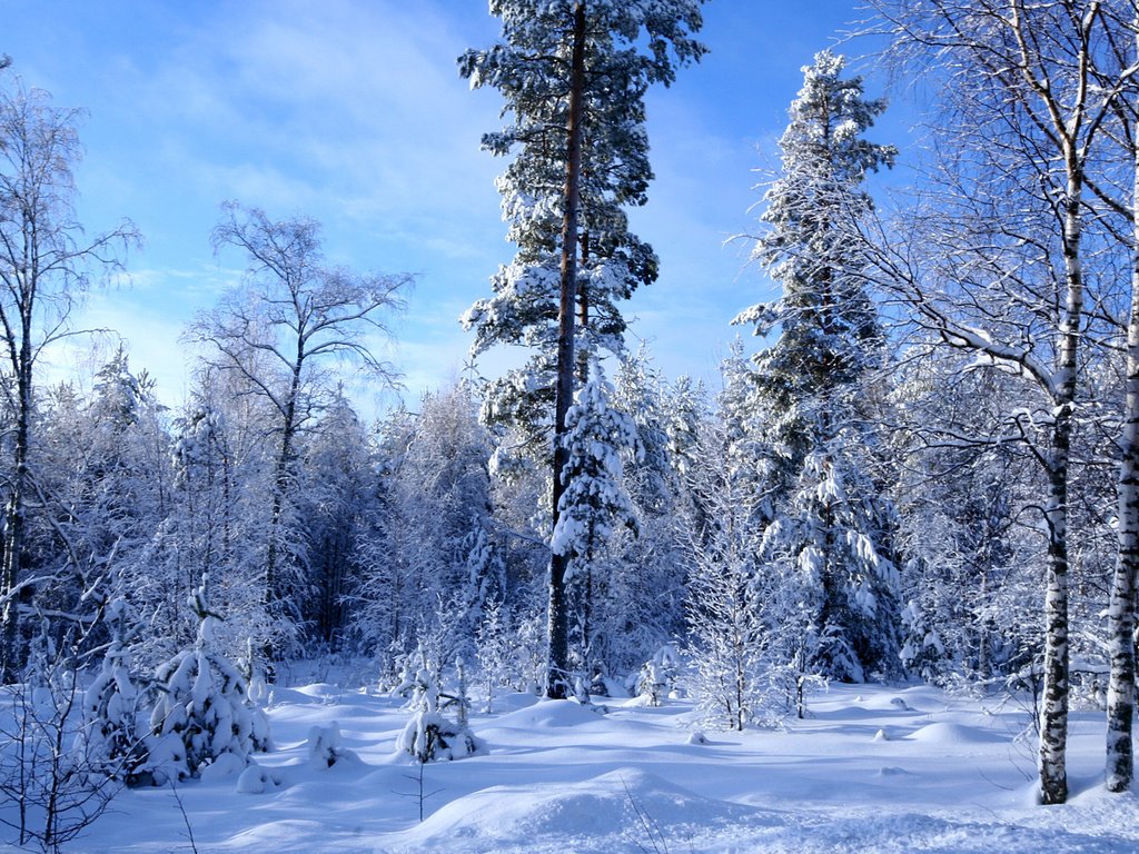 Обои снег, лес, зима, много, snow, forest, winter, a lot разрешение 1920x1200 Загрузить