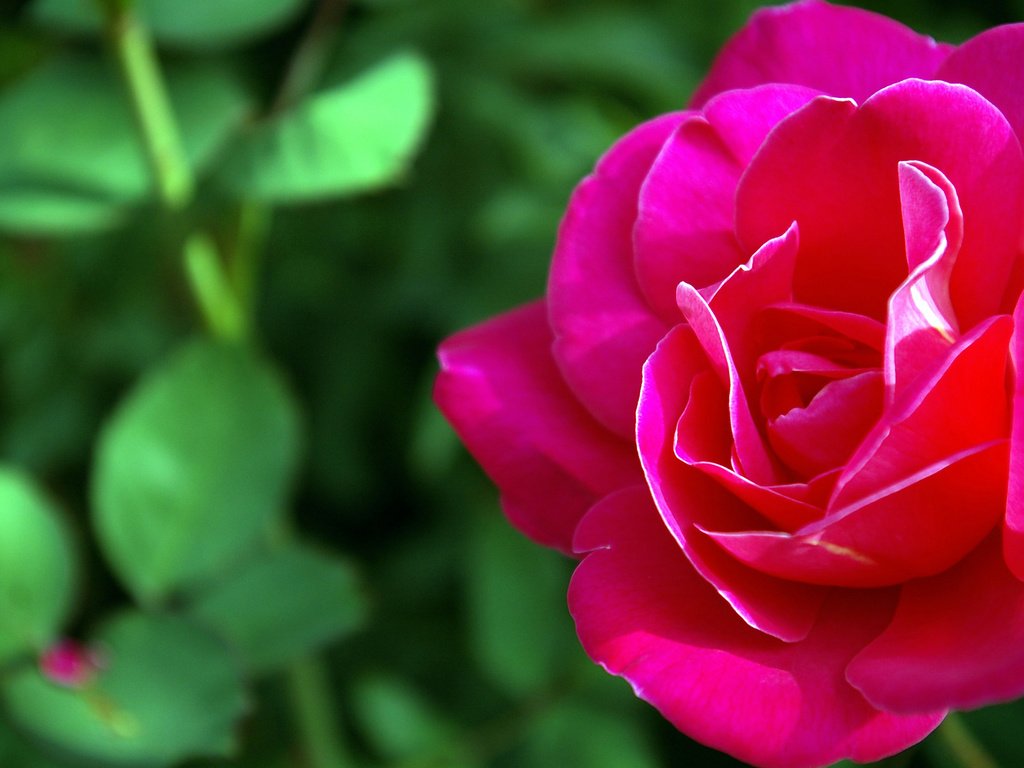 Обои природа, роза, красный, цветок макро, nature, rose, red, flower macro разрешение 2560x1600 Загрузить