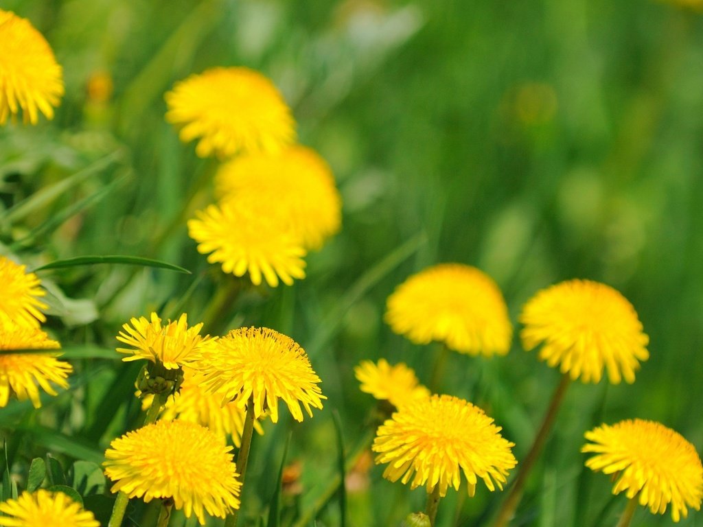 Обои весна, цветущие, одуванчики, spring, blooming, dandelions разрешение 2560x1600 Загрузить