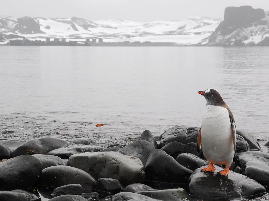 Обои камни, море, горизонт, холод, пингвин, stones, sea, horizon, cold, penguin разрешение 1920x1200 Загрузить