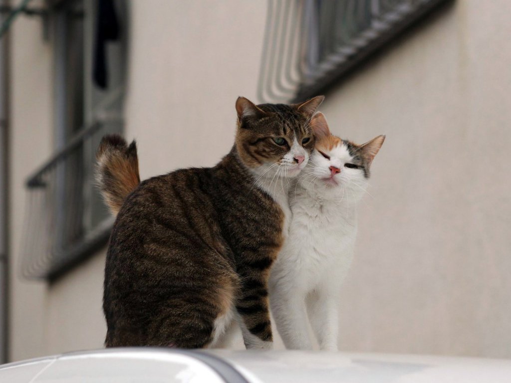 Обои улица, любовь, коты, пара, street, love, cats, pair разрешение 1920x1536 Загрузить