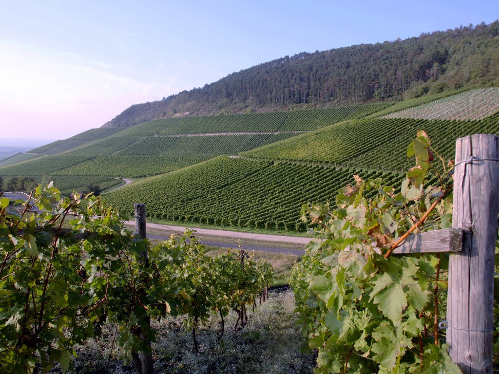 Обои виноград, плантации, вино, виноградник, grapes, plantation, wine, vineyard разрешение 1920x1200 Загрузить