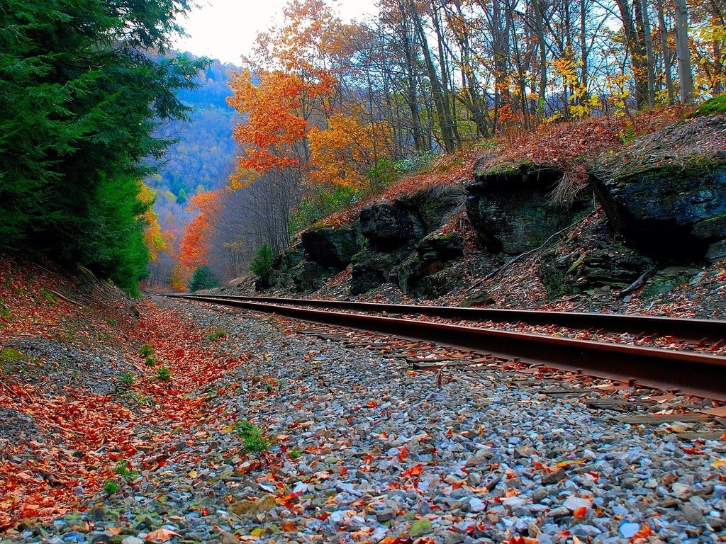 Обои дорога, лес, осень, железная, road, forest, autumn, iron разрешение 1920x1200 Загрузить