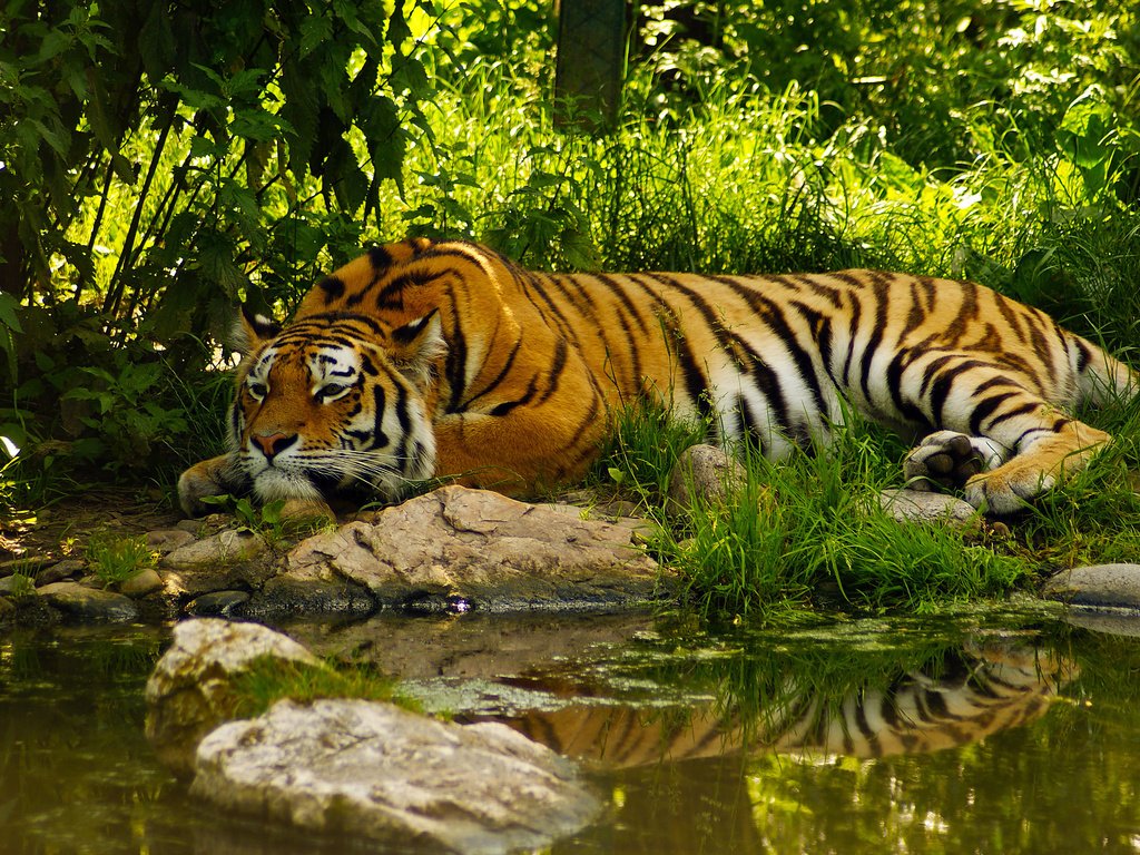 Обои тигр, морда, вода, хищник, пруд, отдых, умиротворение, полосый, tiger, face, water, predator, pond, stay, peace разрешение 2560x1600 Загрузить