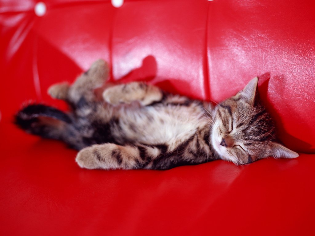 Обои сон, котенок, диван, sleep, kitty, sofa разрешение 2950x2094 Загрузить