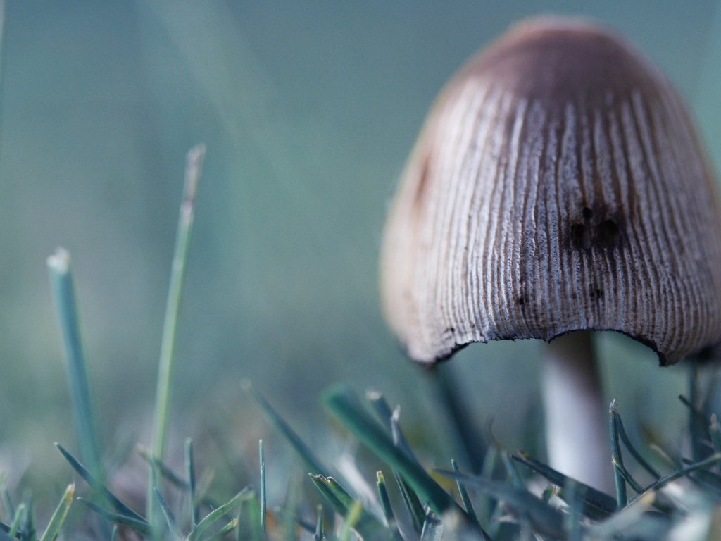 Обои трава, зелёный, гриб, grass, green, mushroom разрешение 2560x1600 Загрузить