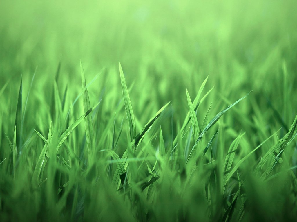 Обои трава, природа, листочки, зеленая, grass, nature, leaves, green разрешение 1920x1280 Загрузить